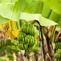 FAO, partners launch emergency project to help countries combat banana disease threat