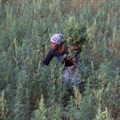 Legalisation is killing our market, say small-scale dagga growers