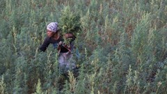 Legalisation is killing our market, say small-scale dagga growers