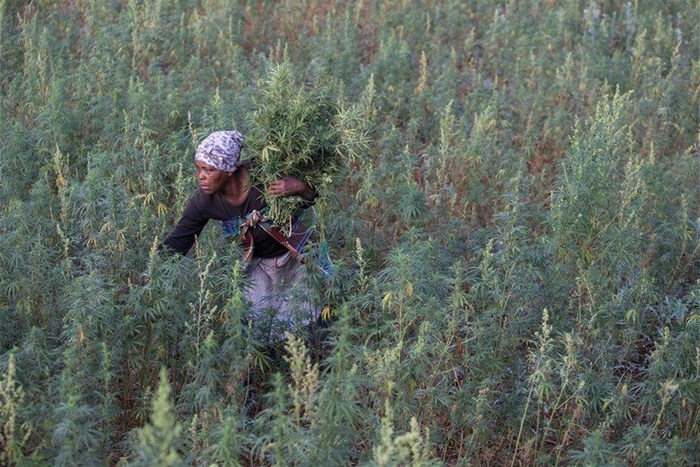 Sizane Nompethu harvests cannabis in the remote Pondoland village of Mkumbi. Photos by Ashraf Hendricks.