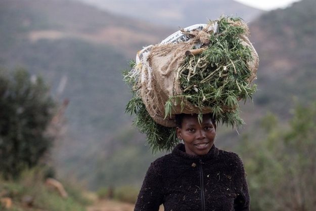 Thando Makhwahla returns from the cannabis fields with some of the day’s harvest. Photos by Ashraf Hendricks.