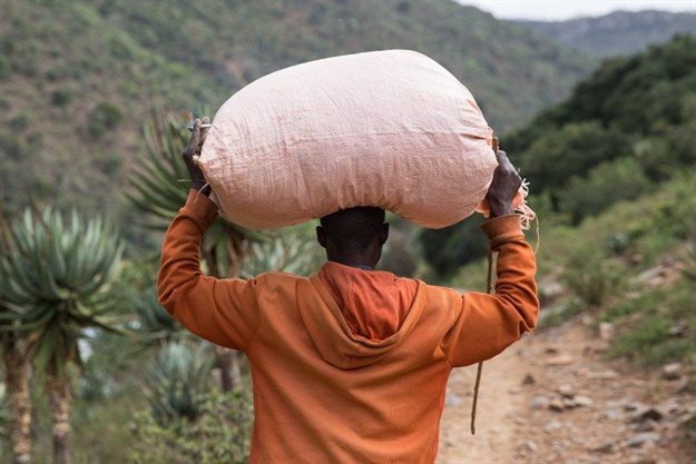 Mfundiso Mgwenyi, a buyer, returns to his village with a sack full of cannabis. Photos by Ashraf Hendricks.