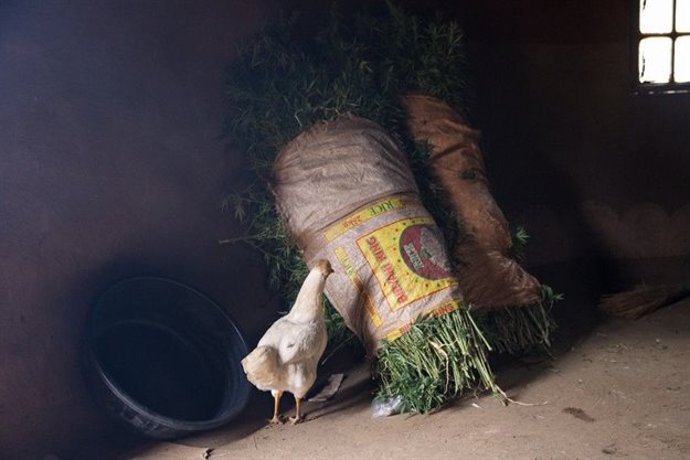 Inspecting the goods. Photos by Ashraf Hendricks.