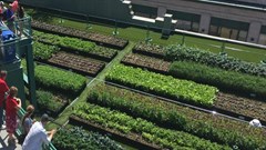 Green roofs improve the urban environment - so why don't all buildings have them?