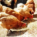 Could plant vaccines save the poultry industry?