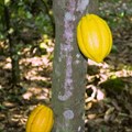 Ghana's cocoa farmers are trapped by the chocolate industry