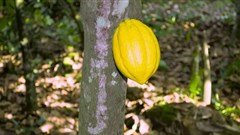 Ghana's cocoa farmers are trapped by the chocolate industry