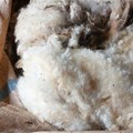 Wool market increases after slight decline