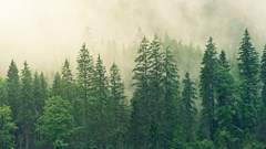 Timberland commits to planting 50 million trees by 2025