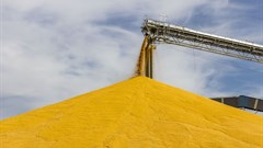 Maize production holds great potential for the African continent