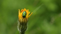 How research networks can help BRICS countries combat invasive species