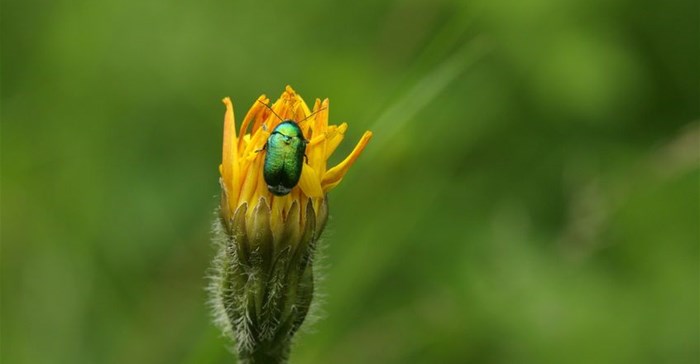 How research networks can help BRICS countries combat invasive species