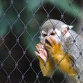 Research report provides ethical framework for SA's captive wildlife