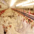 Chicken meat imports dominate the South African poultry market