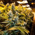 Cannabis trading still illegal