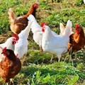 Poultry sector masterplan launch promises increased production, job creation