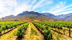 Farming in South Africa is under threat from climate change. Here's how