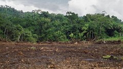 FAO, GEF team up to make forest data more transparent, accessible and available