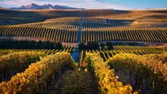 SA winemakers look to other parts of the world for inspiration