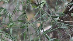 Cladogelonium madagascariense, more commonly known as tsontso in Madagascar. Tianarilalaina Tantely, Andriamampianina