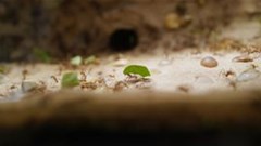 What we can learn from ants