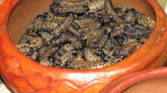 Why we're involved in a project in Africa to promote edible insects