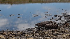 Tikki Hywood Foundation, African Parks partner for pangolins