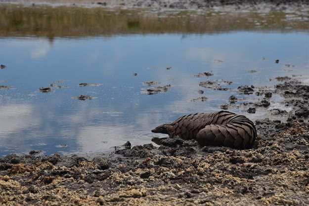 Tikki Hywood Foundation, African Parks partner for pangolins