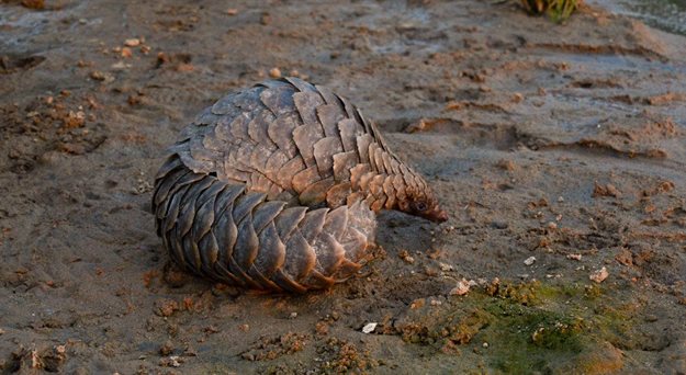 Tikki Hywood Foundation, African Parks partner for pangolins