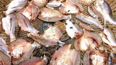 Aquaculture farmers often use antibiotics this can result in antibiotic-resistance in seafood. Shutterstock