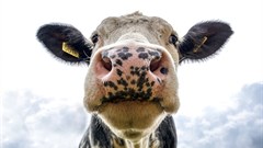 FMD: Nationwide live auction ban to curb further spread