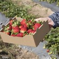 South Africa is missing out on fresh fruit export growth. What it needs to do