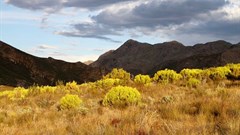 How to design a forest fit to heal the planet