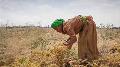 Can African smallholders farm themselves out of poverty?