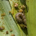 Coordinated global action is the best way to control the Fall Armyworm pest