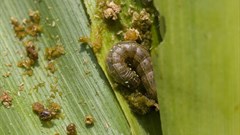 Coordinated global action is the best way to control the Fall Armyworm pest