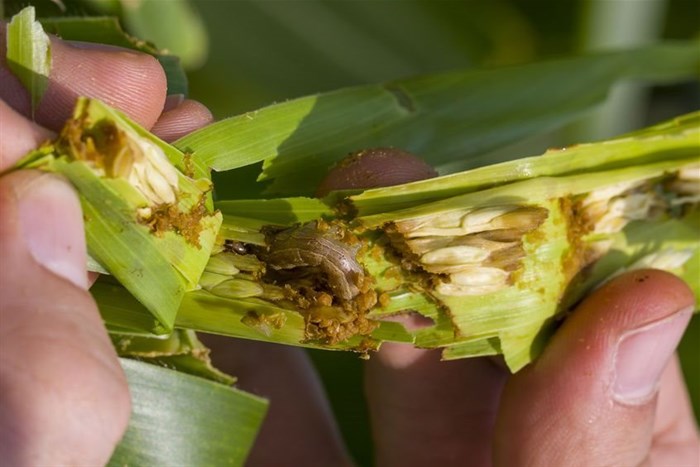 Farmers urged to take precautions against Fall Armyworm