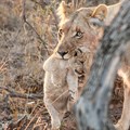 Samara welcomes birth of first lion cubs