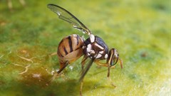 Oriental fruit fly eradicated in the Northern Cape