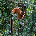 Lemurs are the world's most endangered mammals, but planting trees can help save them