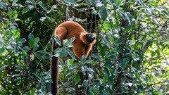 Lemurs are the world's most endangered mammals, but planting trees can help save them