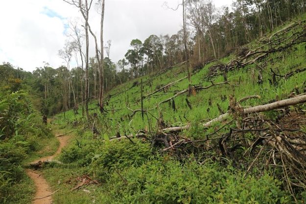Deforestation from slash-and-burn agriculture in the peripheral zones of Ranomafana National Park, Madagascar. Nina Beeby/Ranomafana Ruffed Lemur Project,