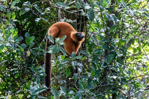 A red ruffed lemur, one of two Varecia species endemic to Madagascar. Varecia Garbutt,