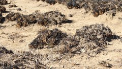 Red grass phenomenon has farmers scratching heads