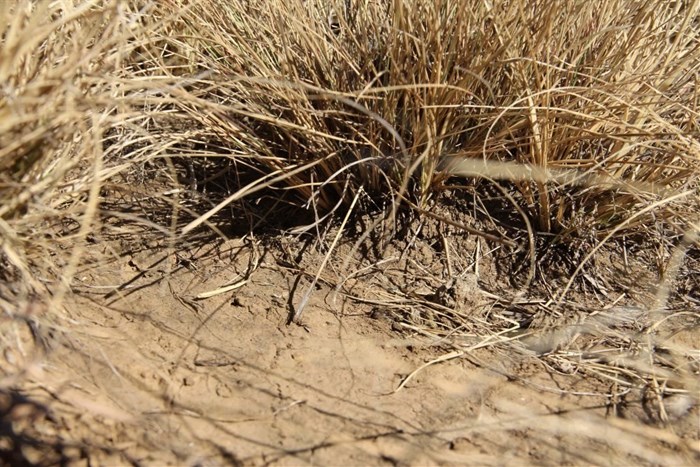 Note the grass tuft on the ‘soil platform’, with the bare soil at a significantly lower level. This is a clear indication of erosion and soil degradation.
