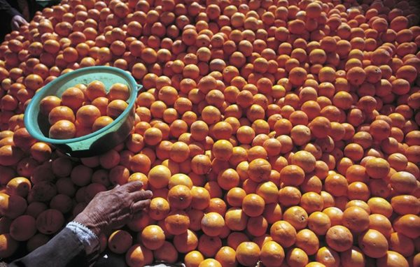 Tiger Brands boosts smallholder farmers