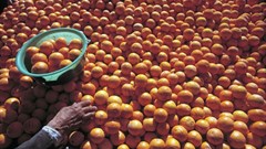 Tiger Brands boosts smallholder farmers