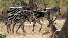 Diversifying approaches to conserving nature