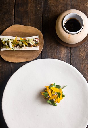 Camphors at Vergelegen