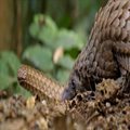 International airlines take message of pangolin conservation to the sky